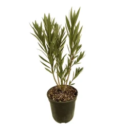 TRUFFAUT - Nerium Oleander Atlas pot 5L