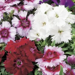 TRUFFAUT - Oeillet de chine : barquette de 10 plants - Coloris variables