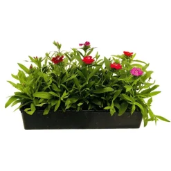 TRUFFAUT - Oeillet de chine : barquette de 10 plants - Coloris variables