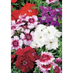 TRUFFAUT - Oeillet de chine : barquette de 10 plants - Coloris variables