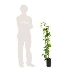 TRUFFAUT - Parthenocissus quinquefolia 'Red Wall'® :conteneur 3 litres