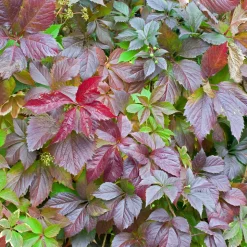 TRUFFAUT - Parthenocissus quinquefolia engelmanii : ctr de 1.5 litres