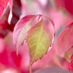 TRUFFAUT - Parthenocissus quinquefolia engelmanii : ctr de 1.5 litres