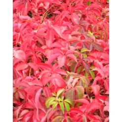 TRUFFAUT - Parthenocissus quinquefolia engelmanii : ctr de 1.5 litres