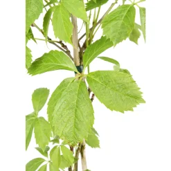 TRUFFAUT - Parthenocissus quinquefolia engelmanii : ctr de 1.5 litres