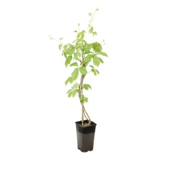 TRUFFAUT - Parthenocissus quinquefolia engelmanii : ctr de 1.5 litres