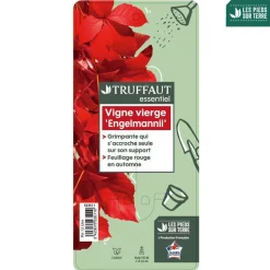 TRUFFAUT - Parthenocissus quinquefolia engelmanii : ctr de 1.5 litres