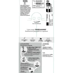 TRUFFAUT - Parthenocissus quinquefolia engelmanii : ctr de 1.5 litres