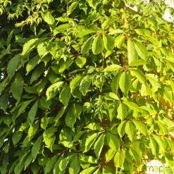 TRUFFAUT - Parthenocissus quinquefolia 'Yellow Wall'® :conteneur 3 litres