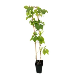 TRUFFAUT - Parthenocissus quinquefolia 'Yellow Wall'® :conteneur 3 litres