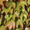 TRUFFAUT - Parthenocissus Veitchii Robusta : ctr de 3 litres