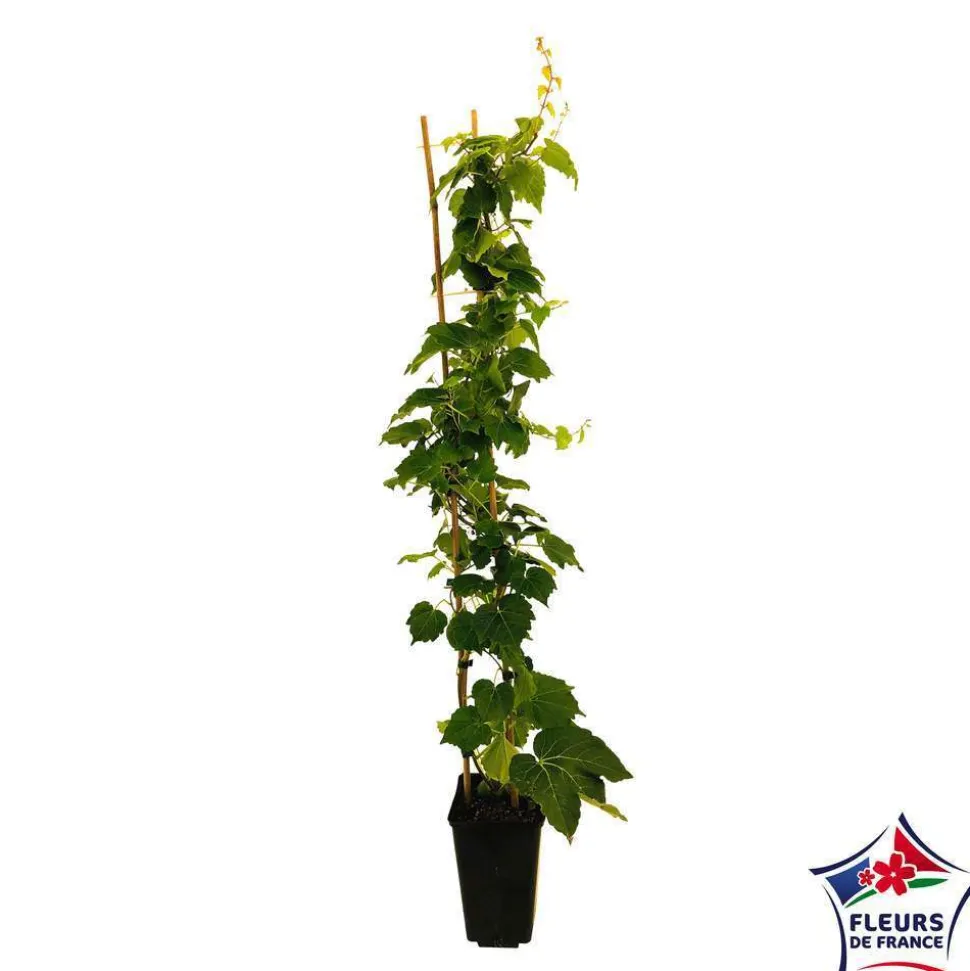 TRUFFAUT - Parthenocissus Veitchii Robusta : ctr de 3 litres