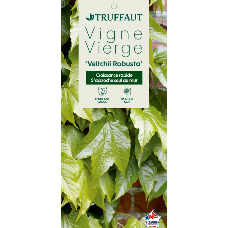 TRUFFAUT - Parthenocissus Veitchii Robusta : ctr de 3 litres