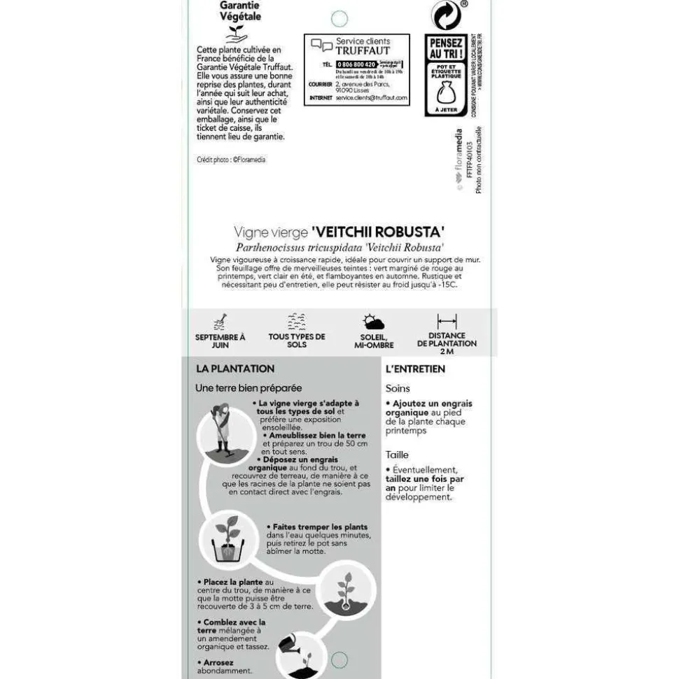 TRUFFAUT - Parthenocissus Veitchii Robusta : ctr de 3 litres