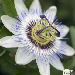 TRUFFAUT - Passiflora caerulea Truffaut : C6L