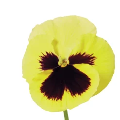 TRUFFAUT - Pensée : barquette de 10 plants - Coloris variables