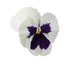 TRUFFAUT - Pensée : barquette de 10 plants - Coloris variables