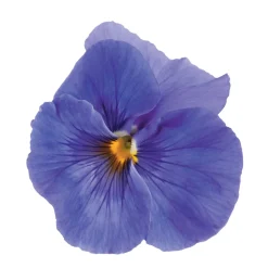 TRUFFAUT - Pensée : barquette de 10 plants - Coloris variables