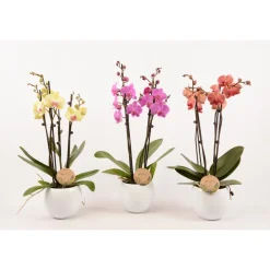 TRUFFAUT - Phalaenopsis varié:4 tiges Truffaut H 60 cm pot D14 cm