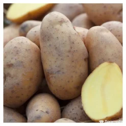 TRUFFAUT - Plants de pommes de terre 'Charlotte' en clayette x100