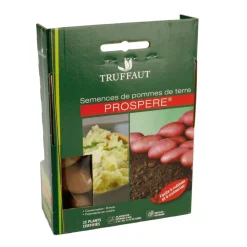 TRUFFAUT - Plants de pommes de terre 'Stamster' en filet x25