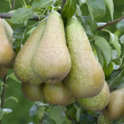 TRUFFAUT - Poirier Conférence, Label Rouge : pot 12L, 3 ans