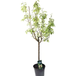 TRUFFAUT - Poirier Docteur Jules Guyot : gobelet 3 ans d'âge ctr 12 litres