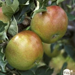 TRUFFAUT - Pommier Cox orange Pippin, Label Rouge : pot 12L