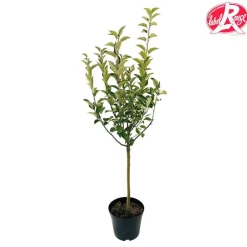 TRUFFAUT - Pommier Cox orange Pippin, Label Rouge : pot 12L