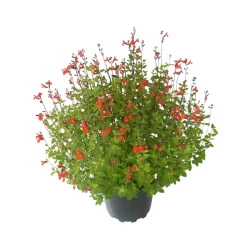 TRUFFAUT - Salvia Grahamii : Pot 7,5L