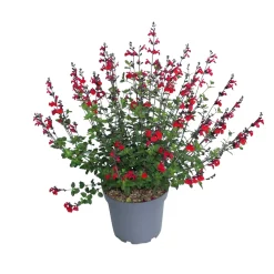 TRUFFAUT - Salvia 'Royal bumble' : Pot 7,5L