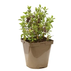 TRUFFAUT - Salvia x jamensis 'Violette de Loire':pot 3L MDD