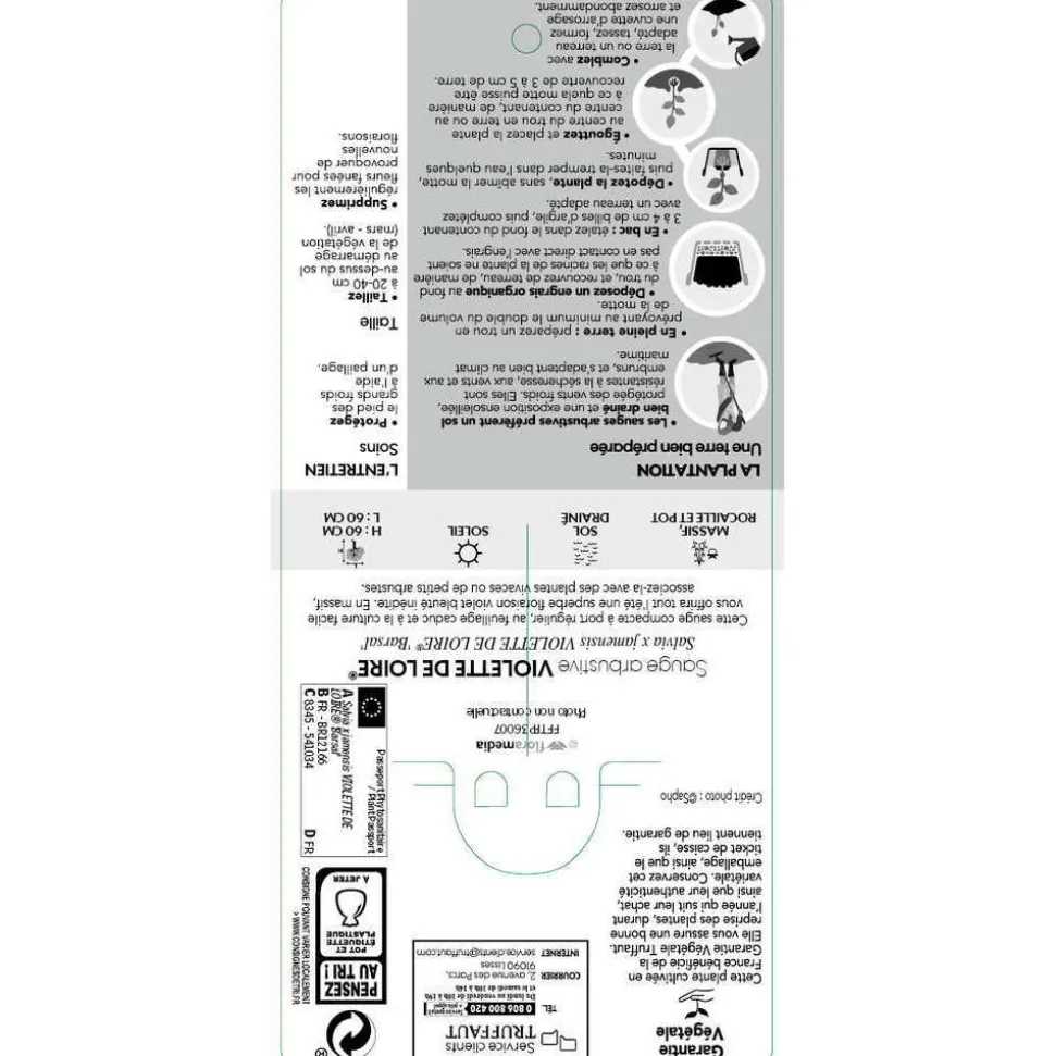 TRUFFAUT - Salvia x jamensis 'Violette de Loire':pot 3L MDD
