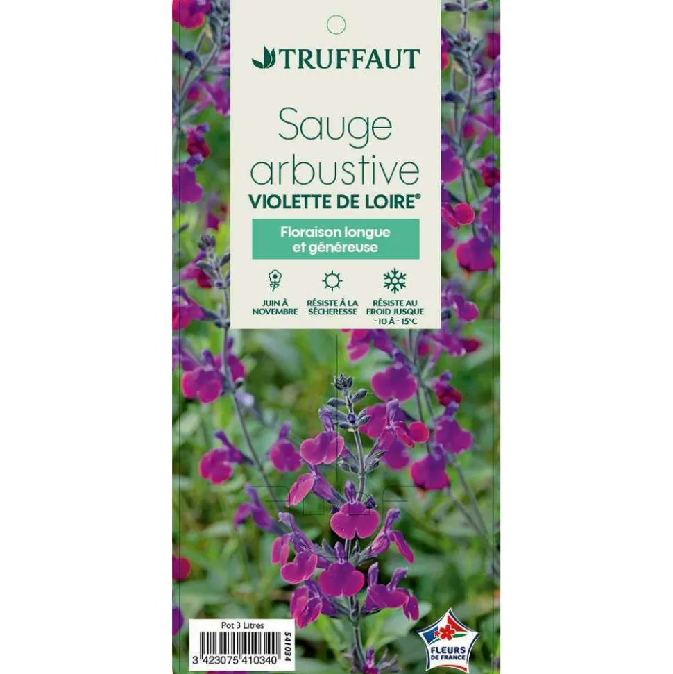 TRUFFAUT - Salvia x jamensis 'Violette de Loire':pot 3L MDD