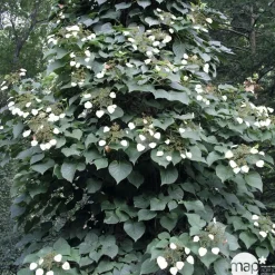 TRUFFAUT - Schizophragma hydrangeoides, pot 3 litres