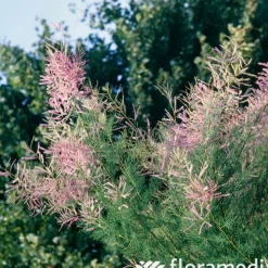 TRUFFAUT - Tamarix 'Pink Cascade' : pot de 3 L