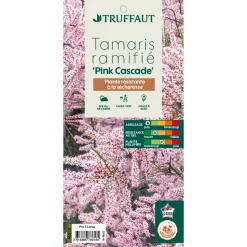TRUFFAUT - Tamarix 'Pink Cascade' : pot de 3 L