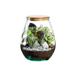 TRUFFAUT - Terrarium Darasa M, en verre, avec plantes vertes : D.19cm