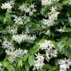 TRUFFAUT - Trachelospermum jasminoides Truffaut : C6L