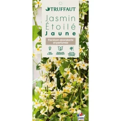 TRUFFAUT - Trachelospermum asiaticum : 3L
