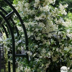 TRUFFAUT - Trachelospermum jasminoides : 3L