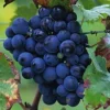 TRUFFAUT - Vigne 'Cardinal' : pot de 1,5 litres