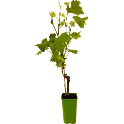 TRUFFAUT - Vigne 'Cardinal' : pot de 1,5 litres