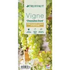 TRUFFAUT - Vigne 'Chasselas Doré' : pot de 1,5 litres