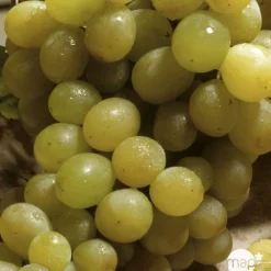 TRUFFAUT - Vigne 'Italia' : pot de 1,5 litres