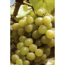 TRUFFAUT - Vigne 'Italia' : pot de 1,5 litres