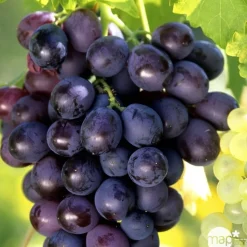 TRUFFAUT - Vigne 'Muscat de Hambourg' : pot de 1,5 litres