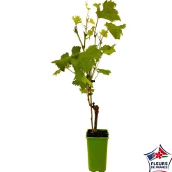 TRUFFAUT - Vigne 'Muscat de Hambourg' : pot de 1,5 litres