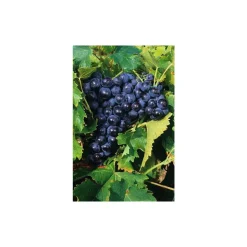 TRUFFAUT - Vigne 'Muscat de Hambourg' : pot de 1,5 litres