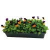 TRUFFAUT - Viola cornuta : barquette de 10 plants - Coloris variables